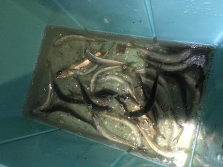 サビキ釣りでマイワシ